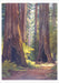 William S. Rice Watercolors - Boxed Assorted Note Cards    