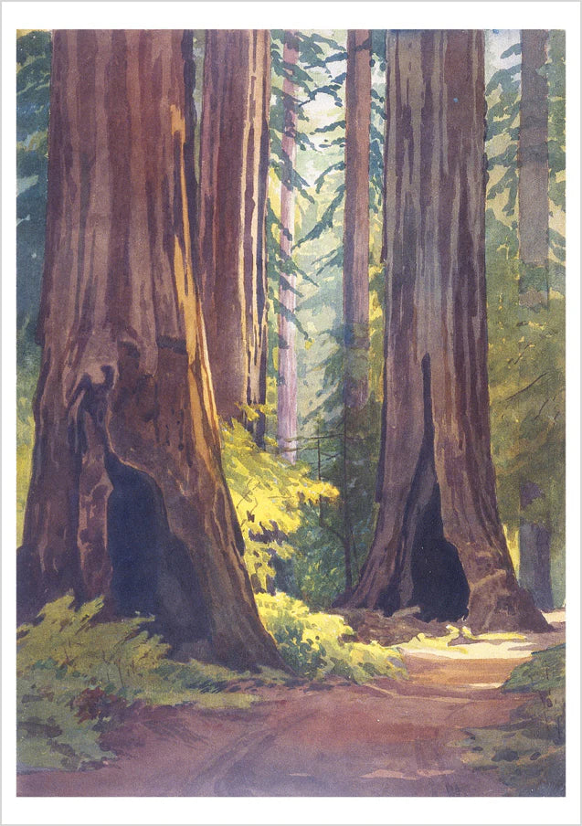William S. Rice Watercolors - Boxed Assorted Note Cards    