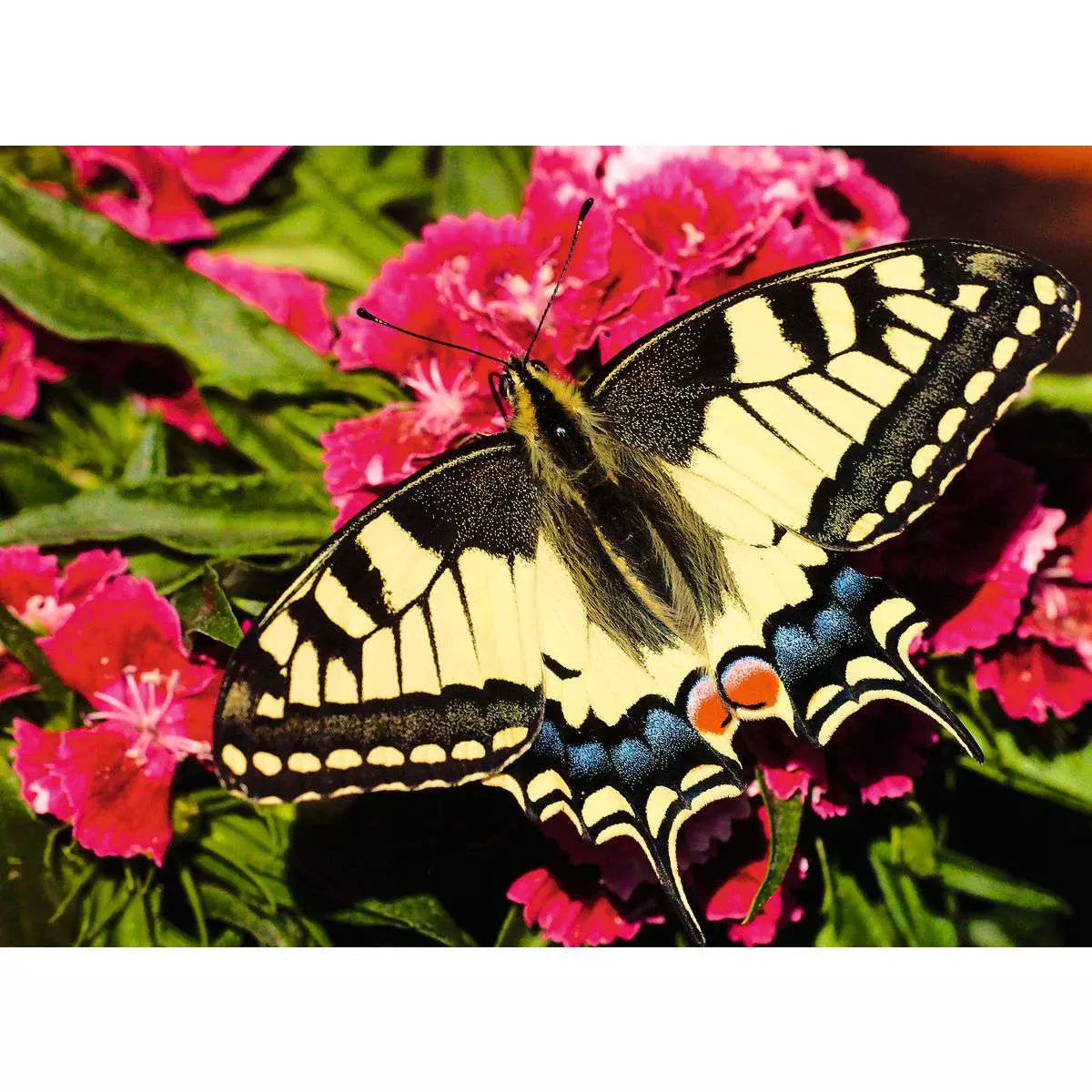 Butterfly Colorful Animals 500 Piece Puzzle