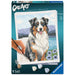 RAV CreArt Australian Shepherd Paint-by-Number