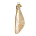 Old World Christmas Sand Dollar Ornament