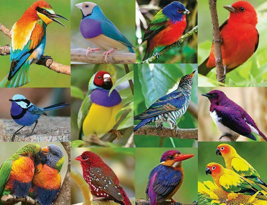 Birds of Paradise 500 Piece Puzzle