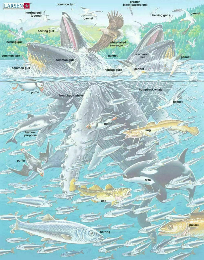 Humpback Whale 140 Piece Larsen Frame Puzzle