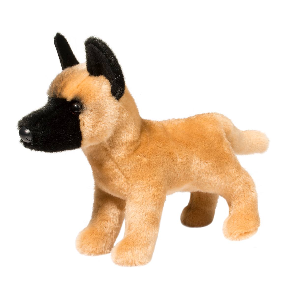 Klaus Belgian Malinois