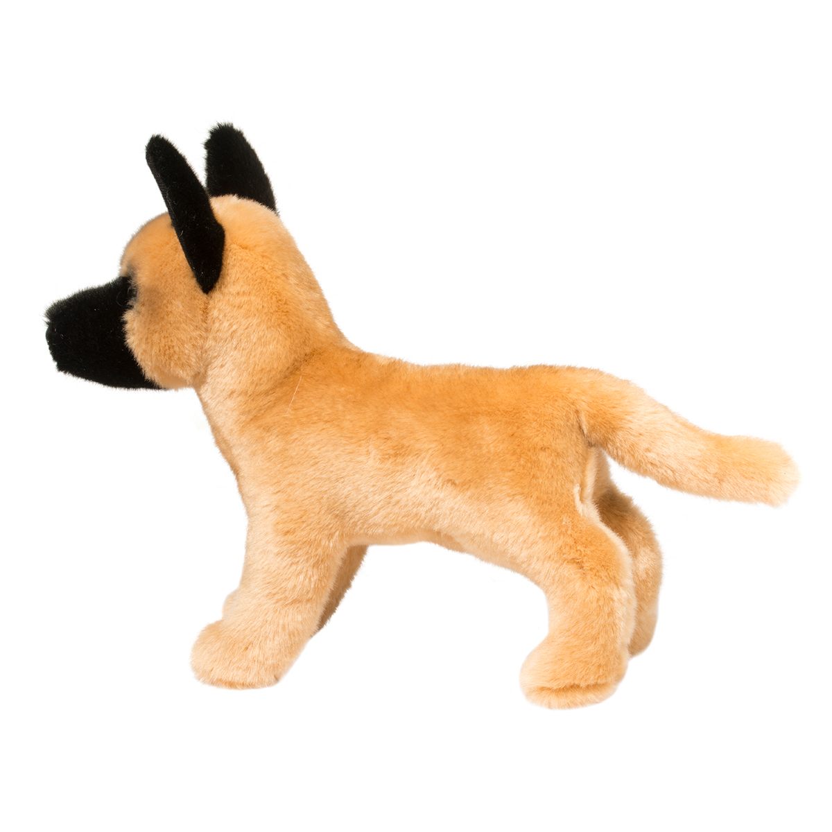 Klaus Belgian Malinois