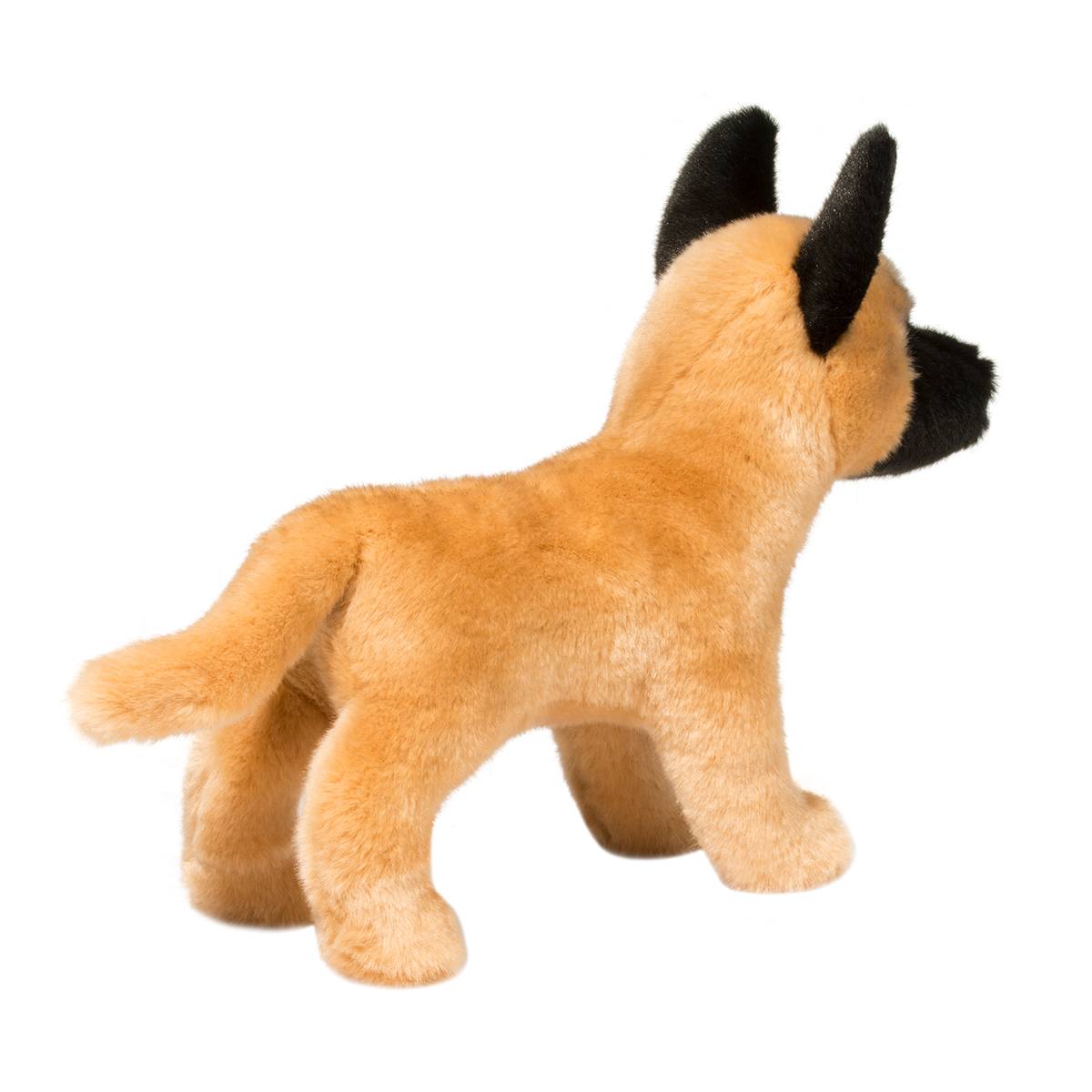 Klaus Belgian Malinois
