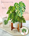 Monstera Pop Up Flower Bouquet Greeting Card    