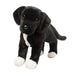 Twister Black Pit-Lab Mix