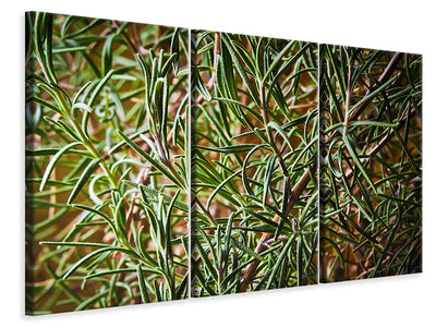 3-piece-canvas-print-rosemary-xxl