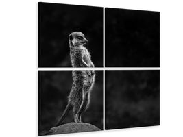 4-piece-canvas-print-the-meerkat