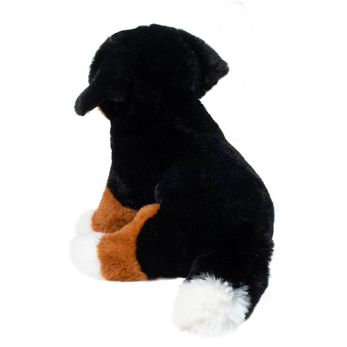 Bowie Bernese Mountain Dog