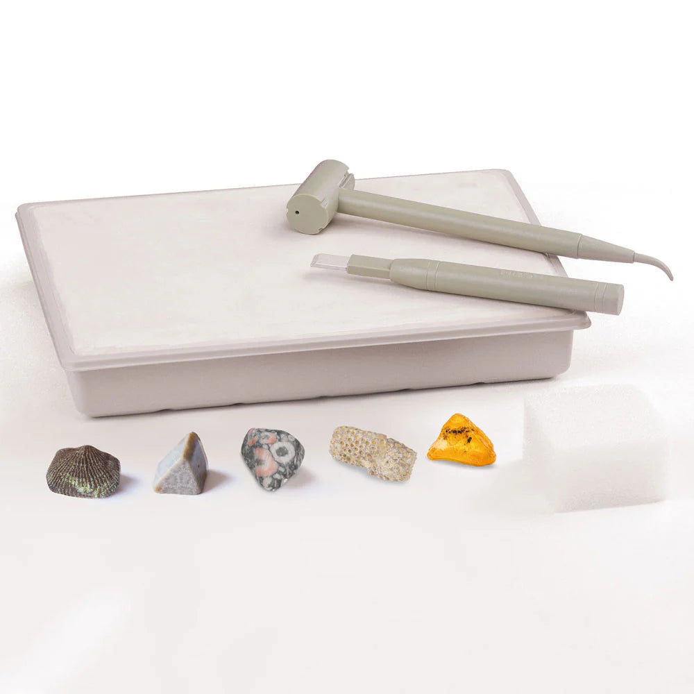 I Dig It! Fossils - Dig Up Real Fossil Specimens