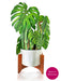 Monstera Pop Up Flower Bouquet Greeting Card    