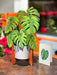 Monstera Pop Up Flower Bouquet Greeting Card    