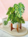 Monstera Pop Up Flower Bouquet Greeting Card    