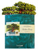 Wisdom Bonzai Pop Up Flower Bouquet Greeting Card    