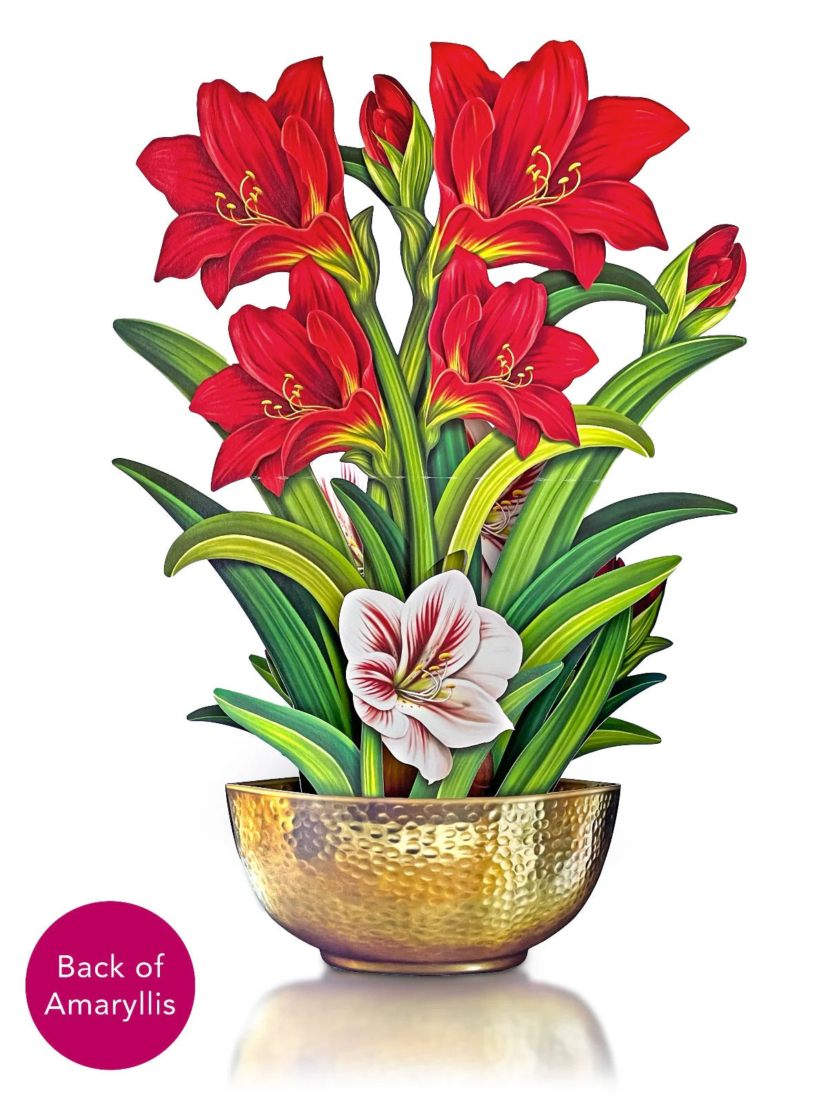 Scarlet Amaryllis Pop Up Flower Bouquet Greeting Card    