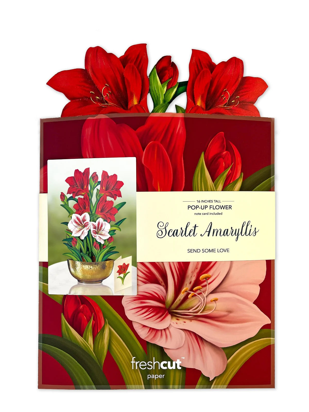 Scarlet Amaryllis Pop Up Flower Bouquet Greeting Card    