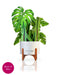 Monstera Mini Pop Up Flower Bouquet Greeting Card    
