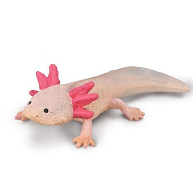 CLLCTA Axolotl