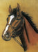 Horses Blank Notebook