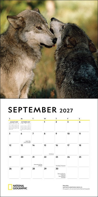 RZZLI National Geographic: Wolves 2027 Wall Calendar