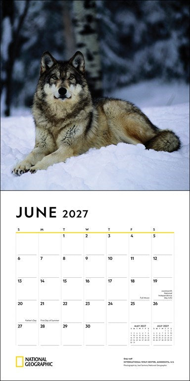 RZZLI National Geographic: Wolves 2027 Wall Calendar