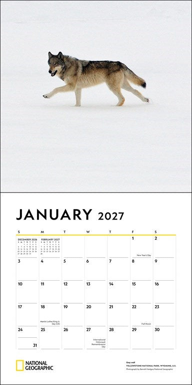 RZZLI National Geographic: Wolves 2027 Wall Calendar