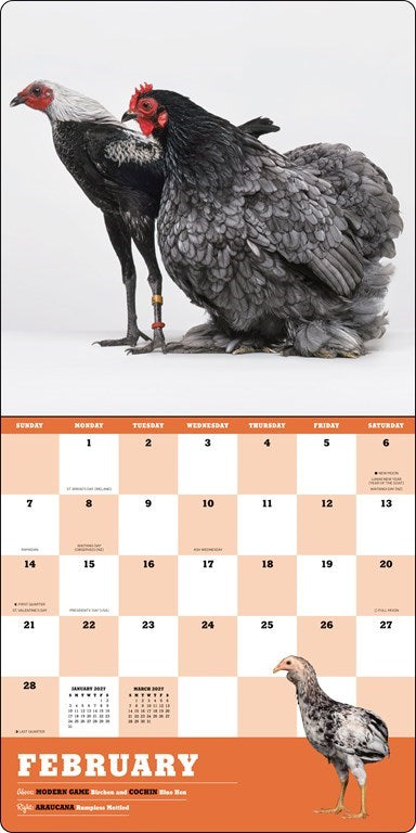 ABRMS Extraordinary Chickens 2027 Wall Calendar