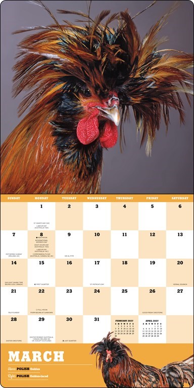 ABRMS Extraordinary Chickens 2027 Wall Calendar