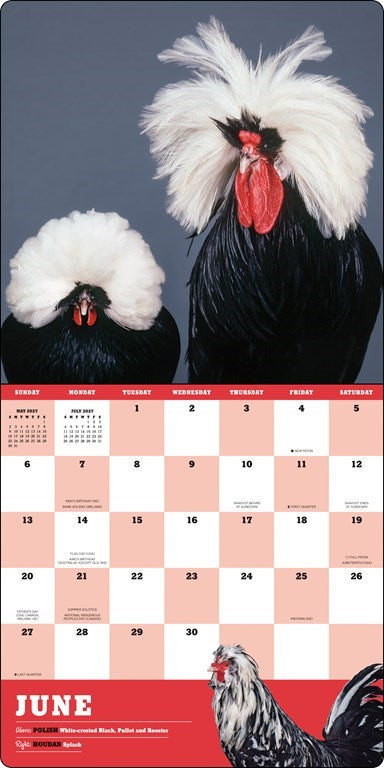 ABRMS Extraordinary Chickens 2027 Wall Calendar