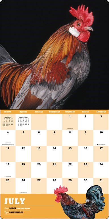 ABRMS Extraordinary Chickens 2027 Wall Calendar