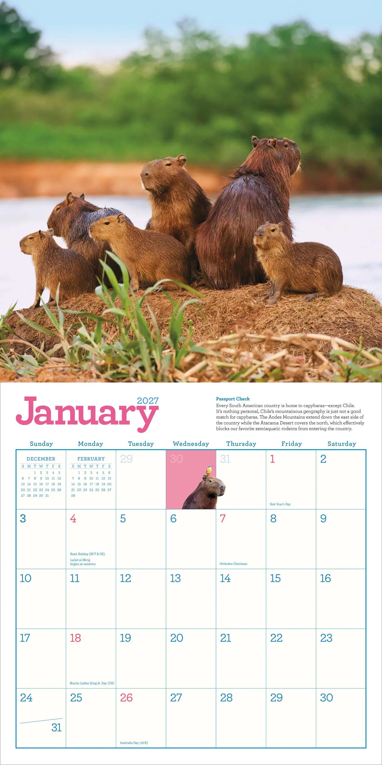 Capybara 2027 Wall Calendar