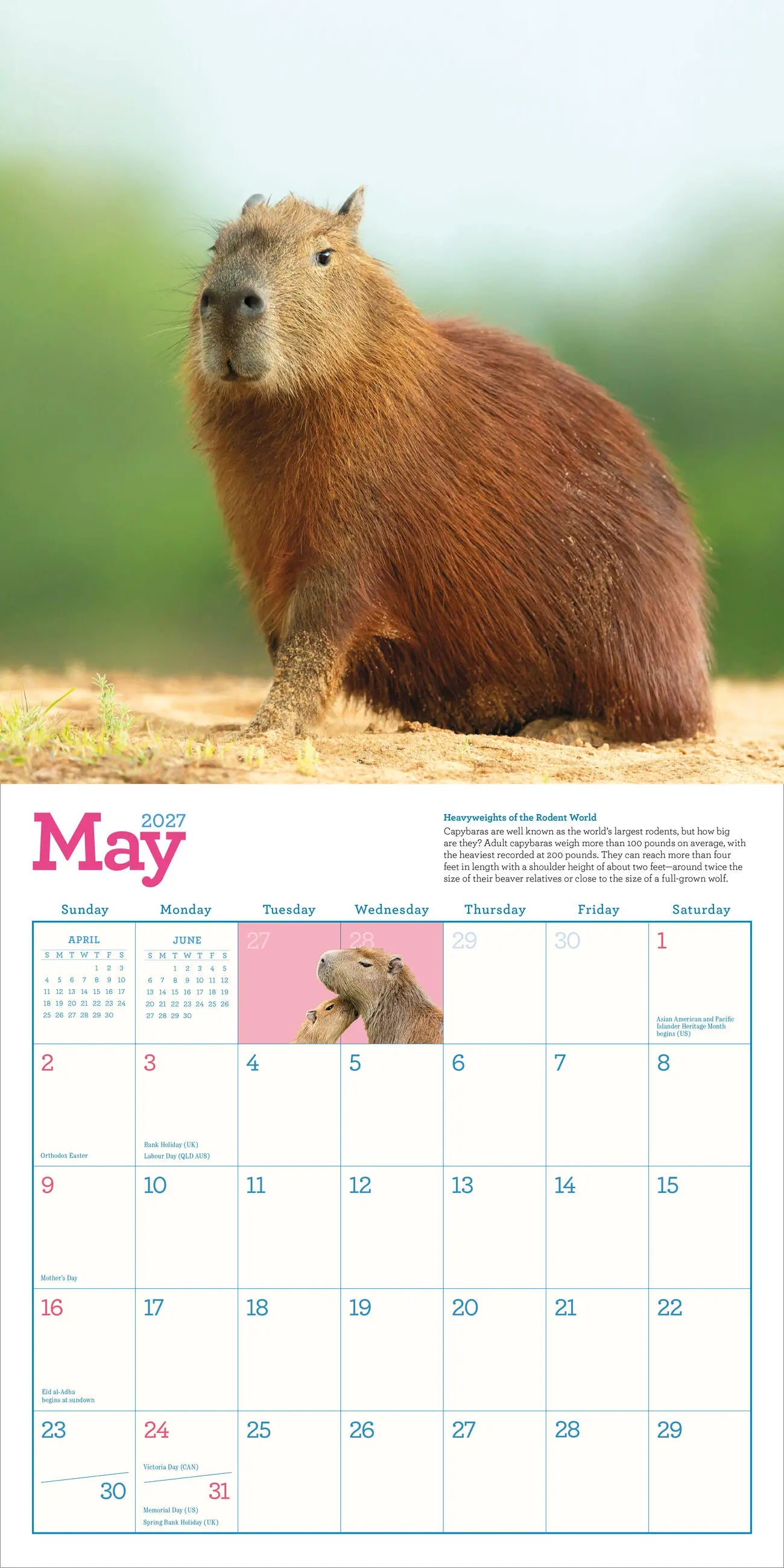 Capybara 2027 Wall Calendar