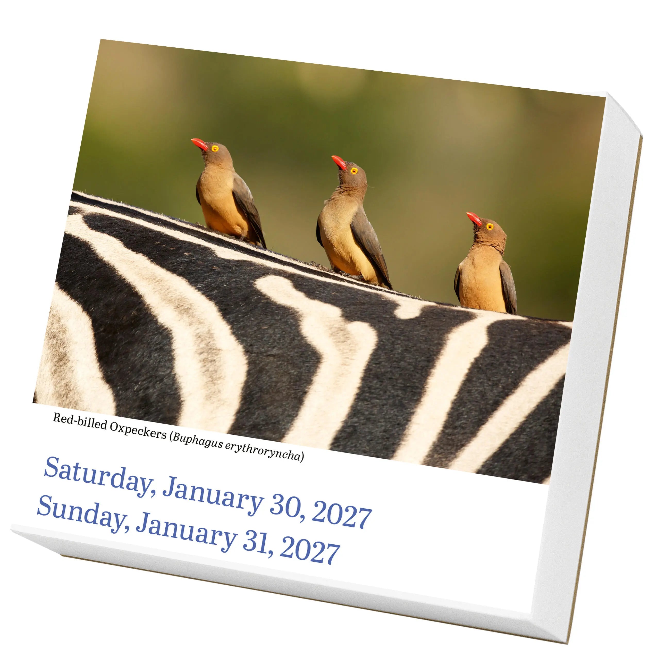 WRK Audubon Birds 2027 Page-A-Day® Calendar