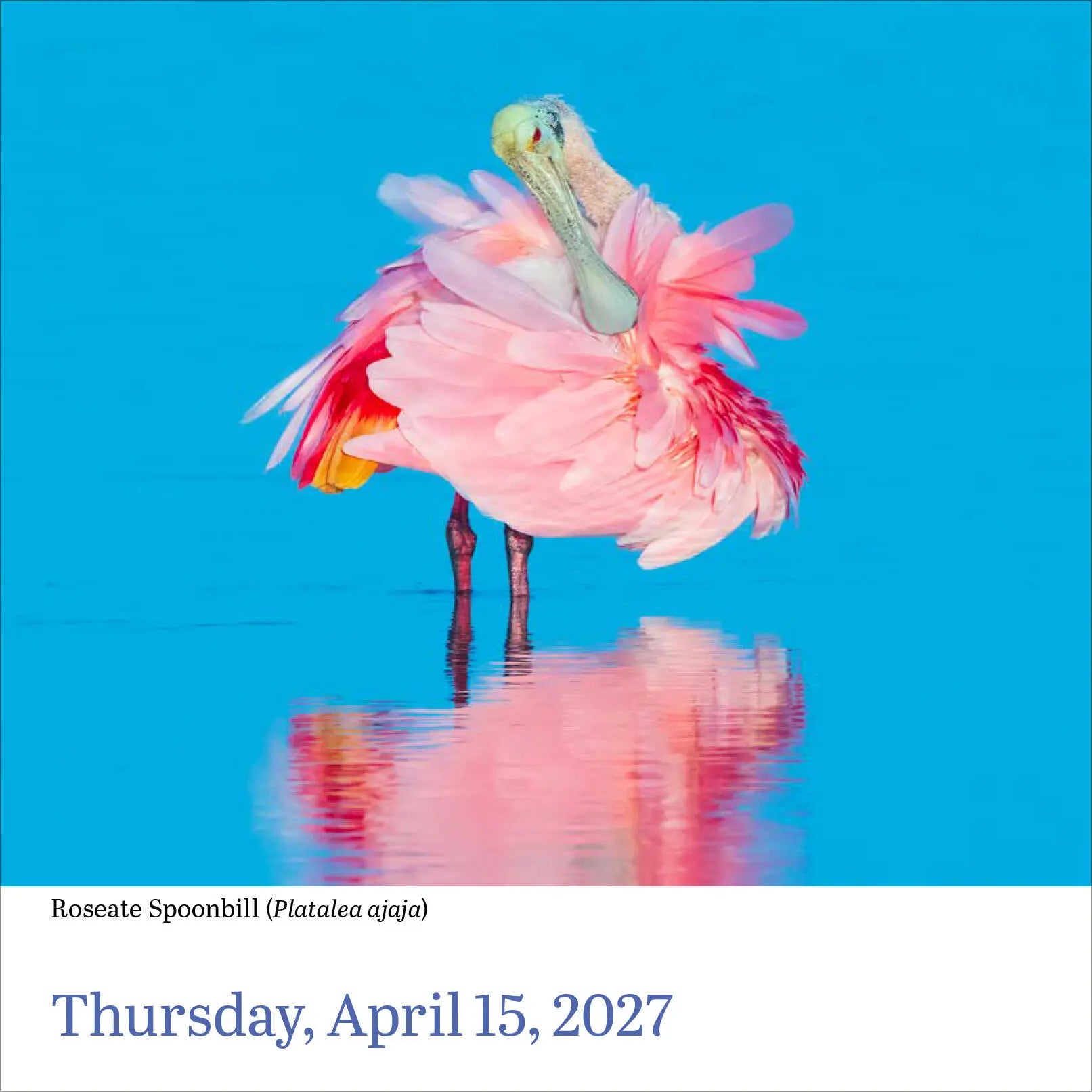 WRK Audubon Birds 2027 Page-A-Day® Calendar
