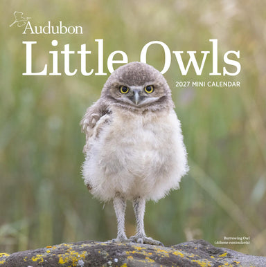 Audubon Little Owls 2027 Mini Wall Calendar
