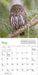 WRK Audubon Little Owls 2027 Mini Wall Calendar