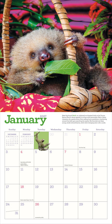 Original Sloths 2027 Wall Calendar