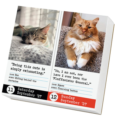 Bad Cat 2027 Page-A-Day Calendar
