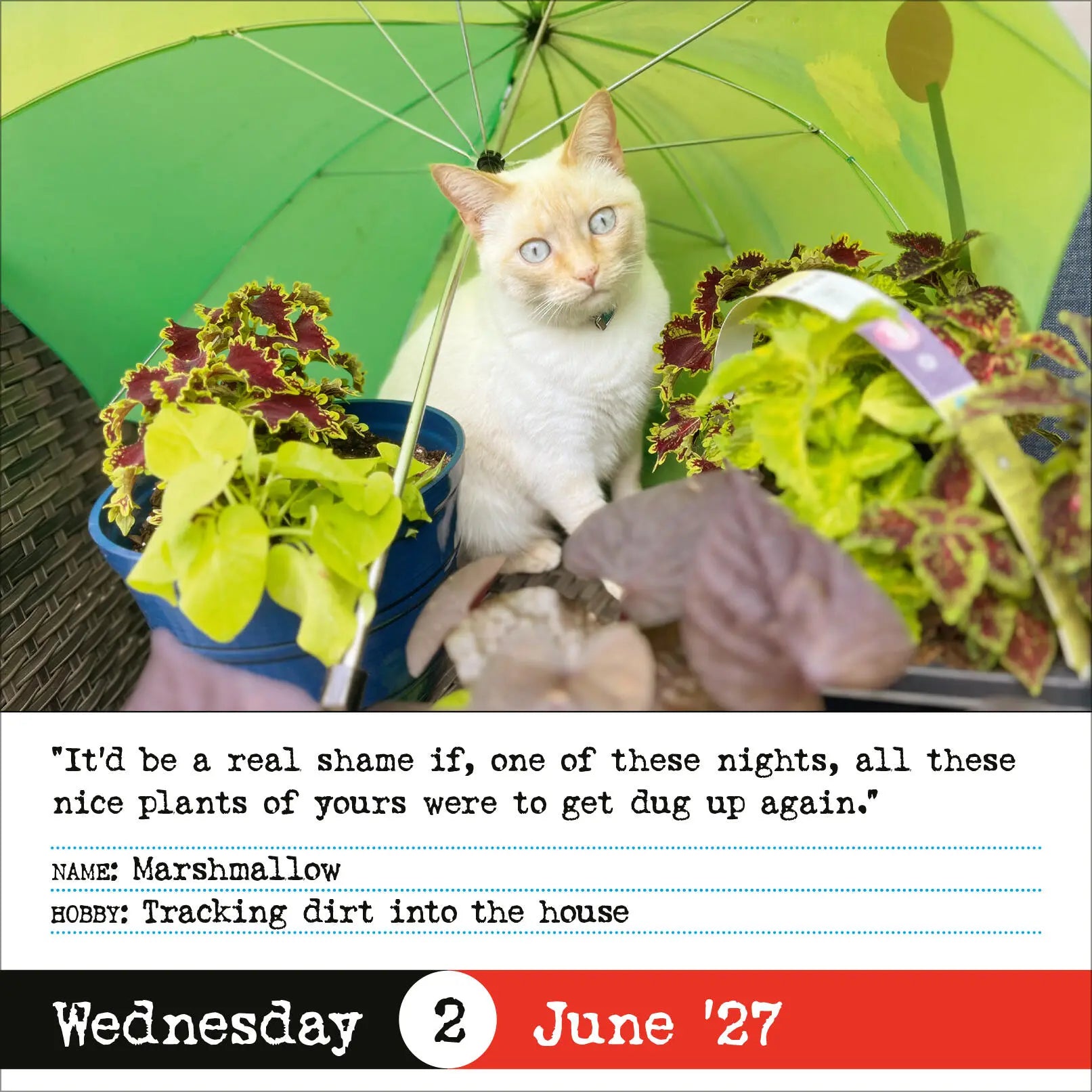 WRK Bad Cat 2027 Page-A-Day® Calendar