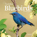 WRK Audubon Bluebirds 2027 Mini Wall Calendar