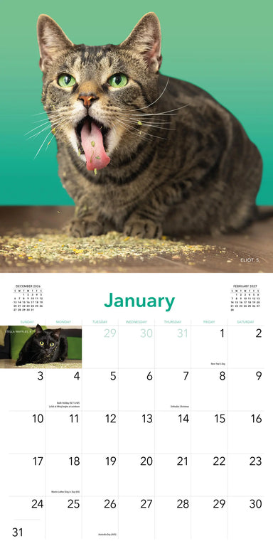 Cats on Catnip 2027 Wall Calendar