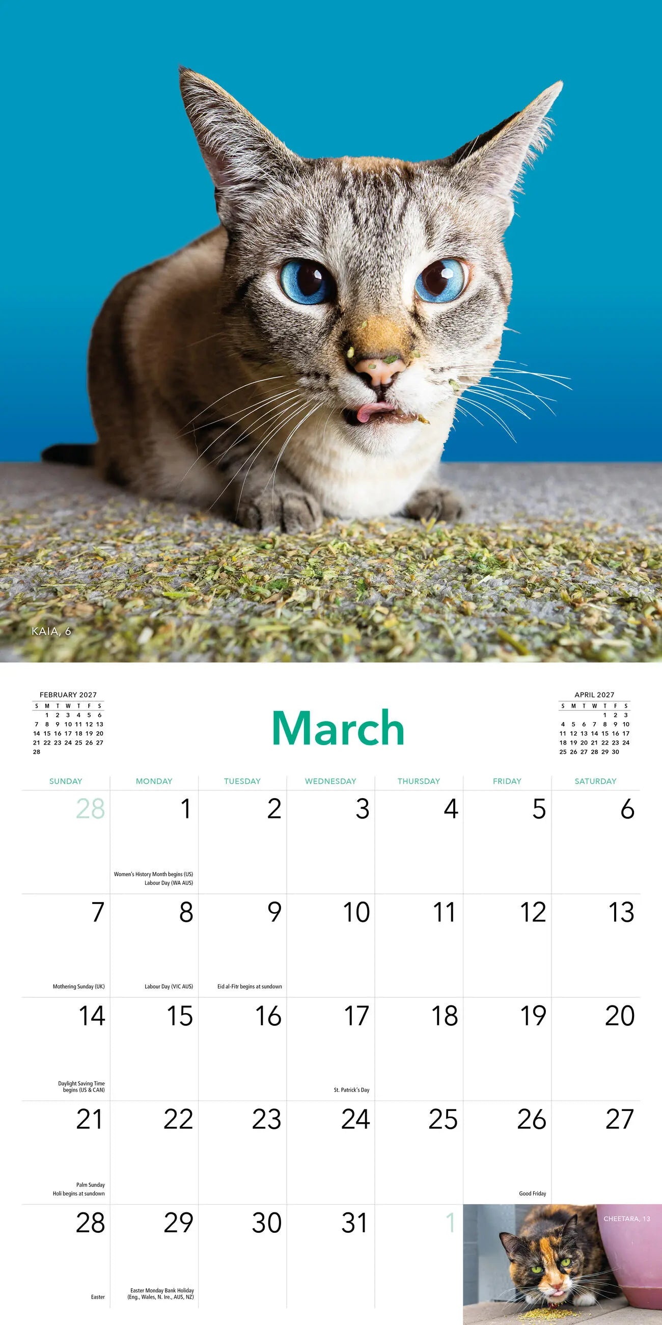 Cats on Catnip 2027 Wall Calendar