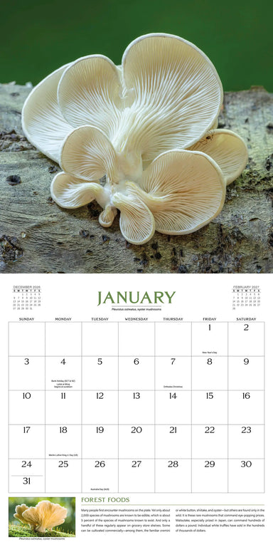 The Wondrous World of Mushrooms 2027 Wall Calendar