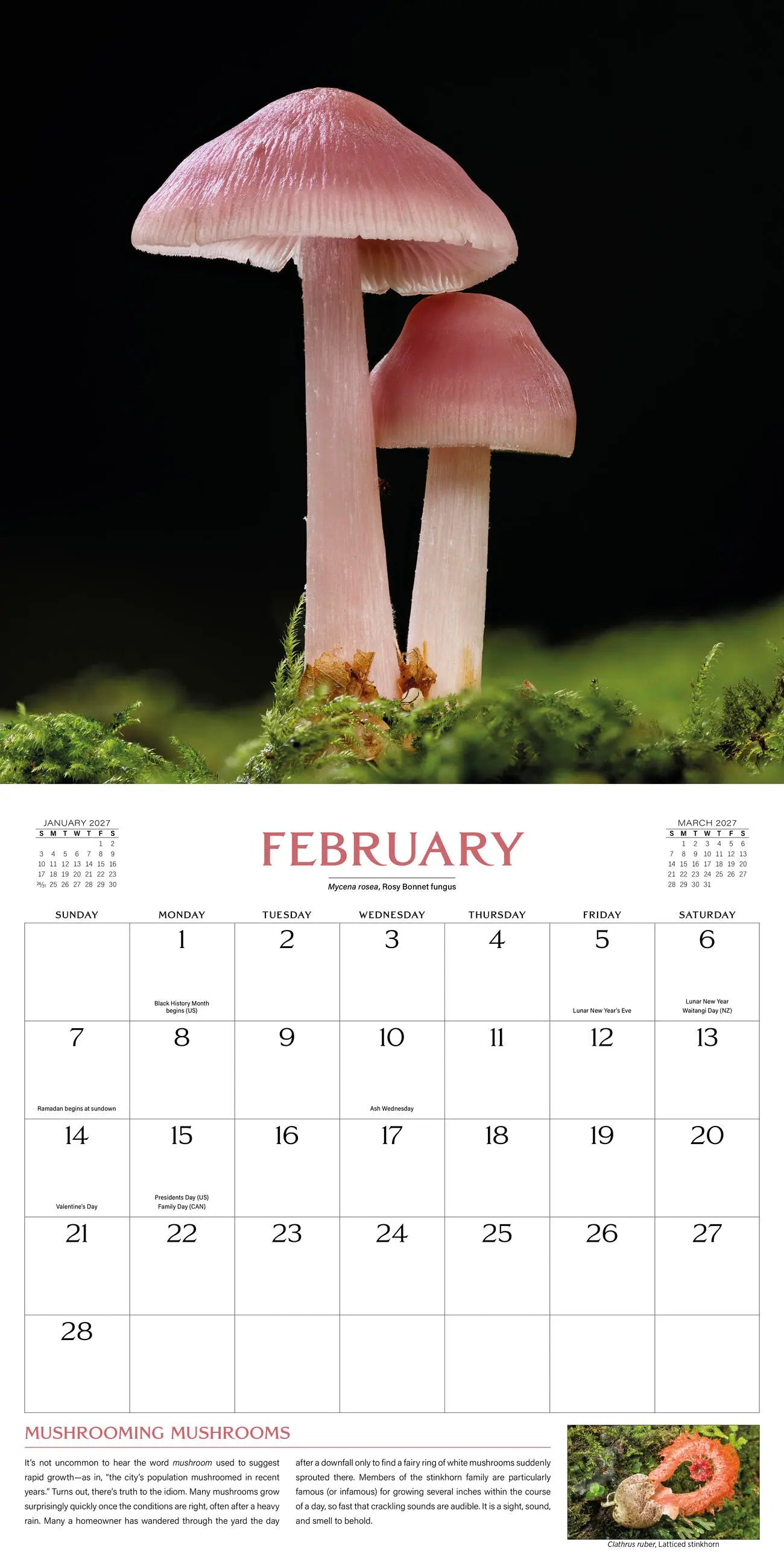 The Wondrous World of Mushrooms 2027 Wall Calendar