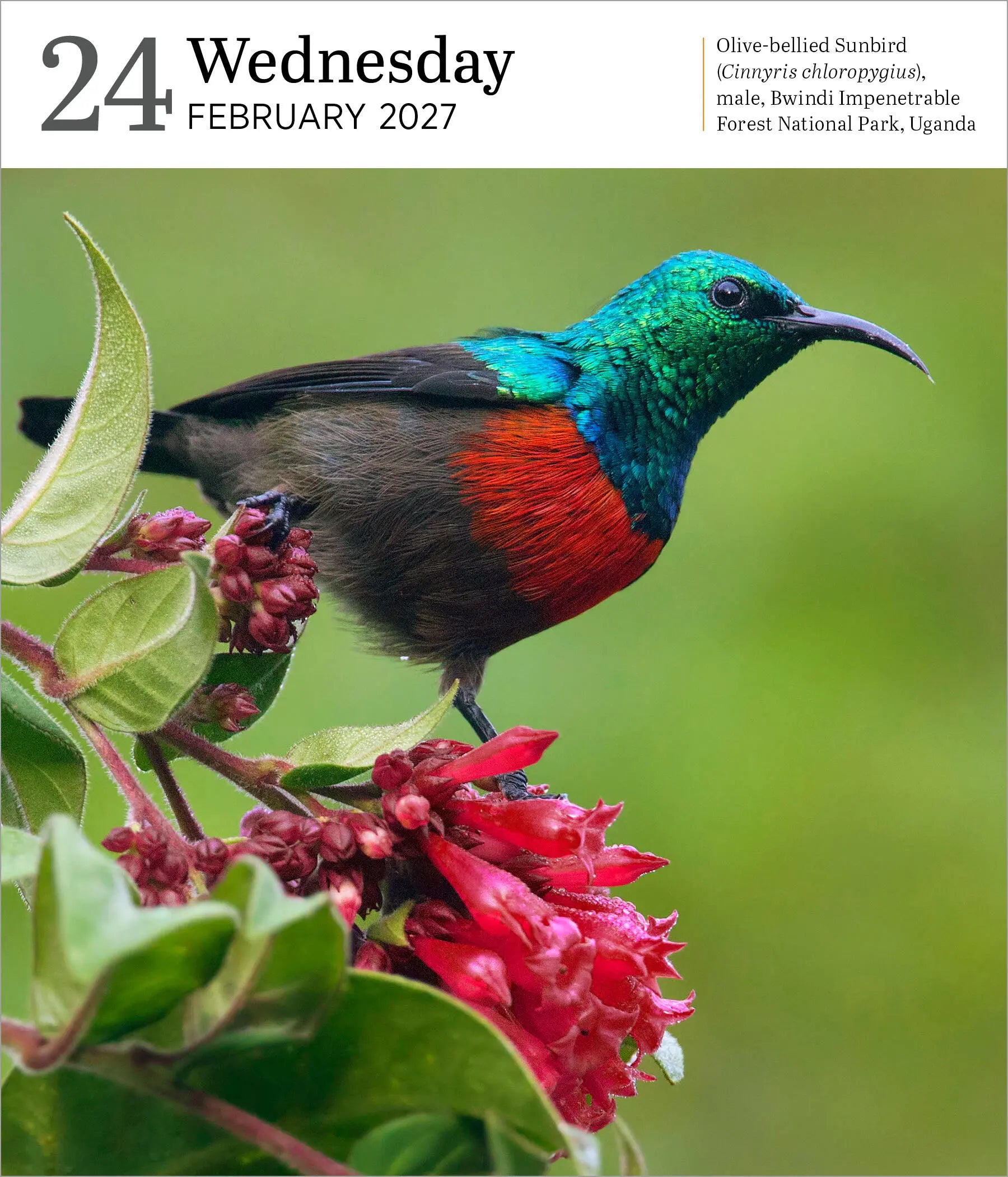 WRK Audubon Nature 2027 Page-A-Day® Gallery Calendar