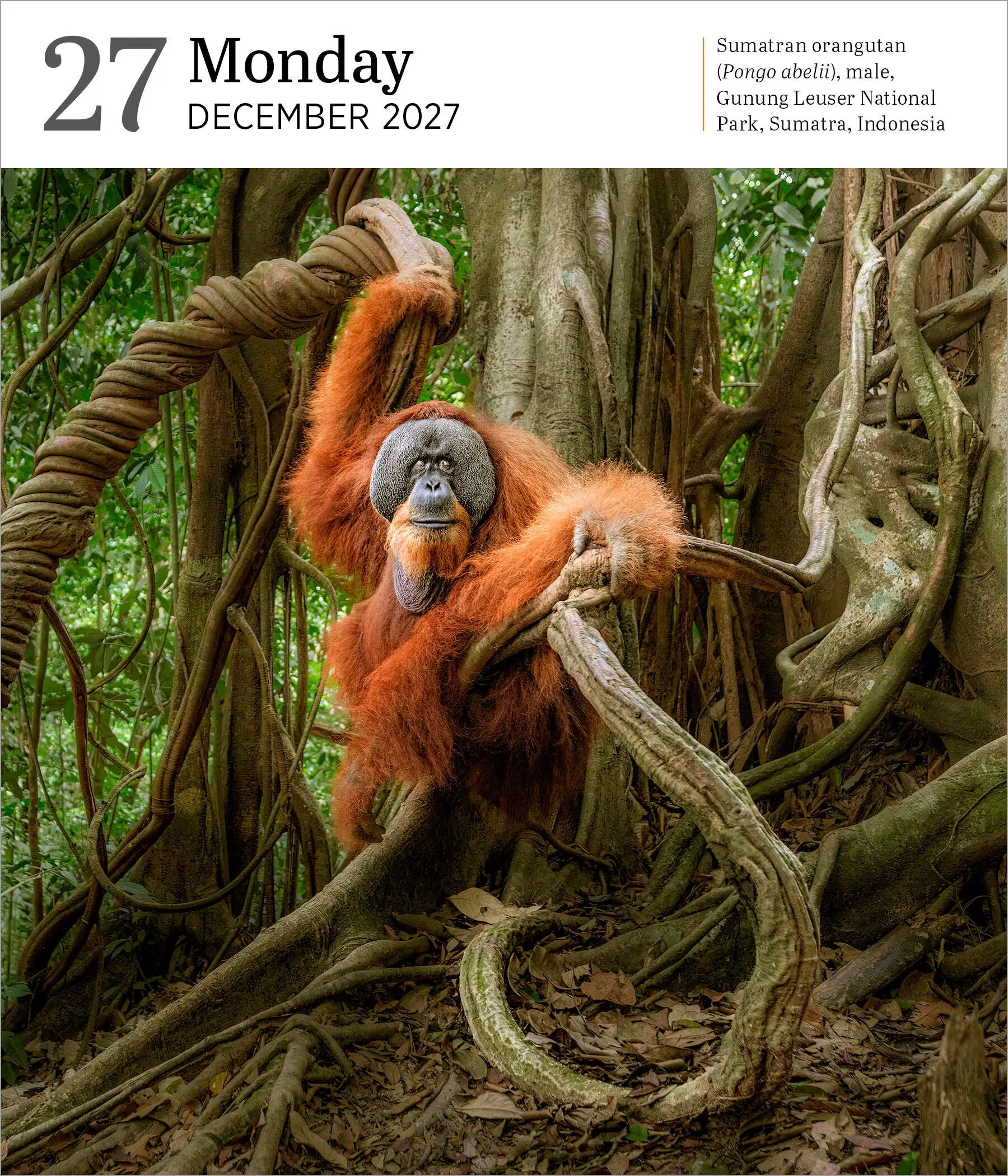 WRK Audubon Nature 2027 Page-A-Day® Gallery Calendar