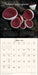 The Miraculous Mushroom 2027 Wall Calendar