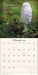 The Miraculous Mushroom 2027 Wall Calendar